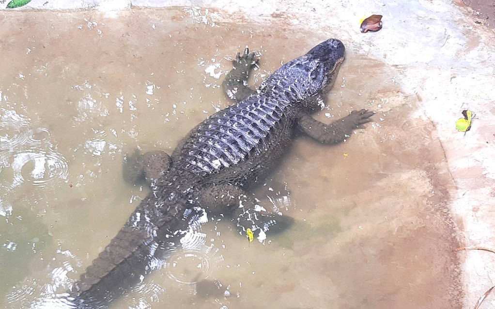 Animals Crocodile.jpg