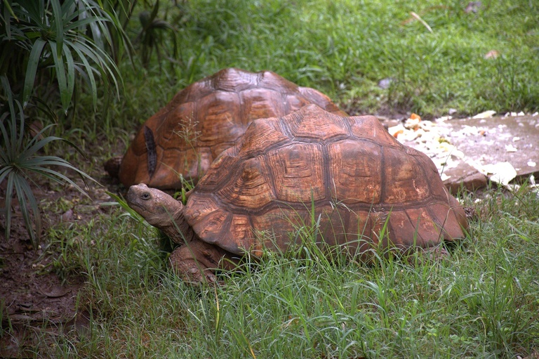 Animals Turtle.jpeg