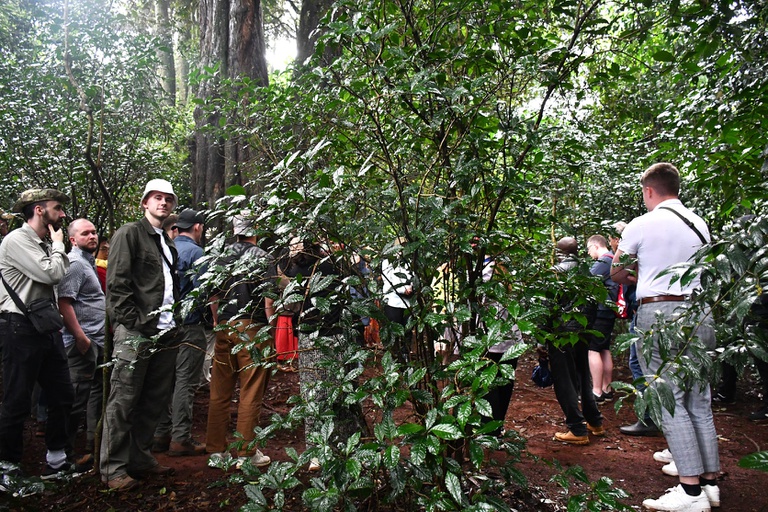 Forest Walk