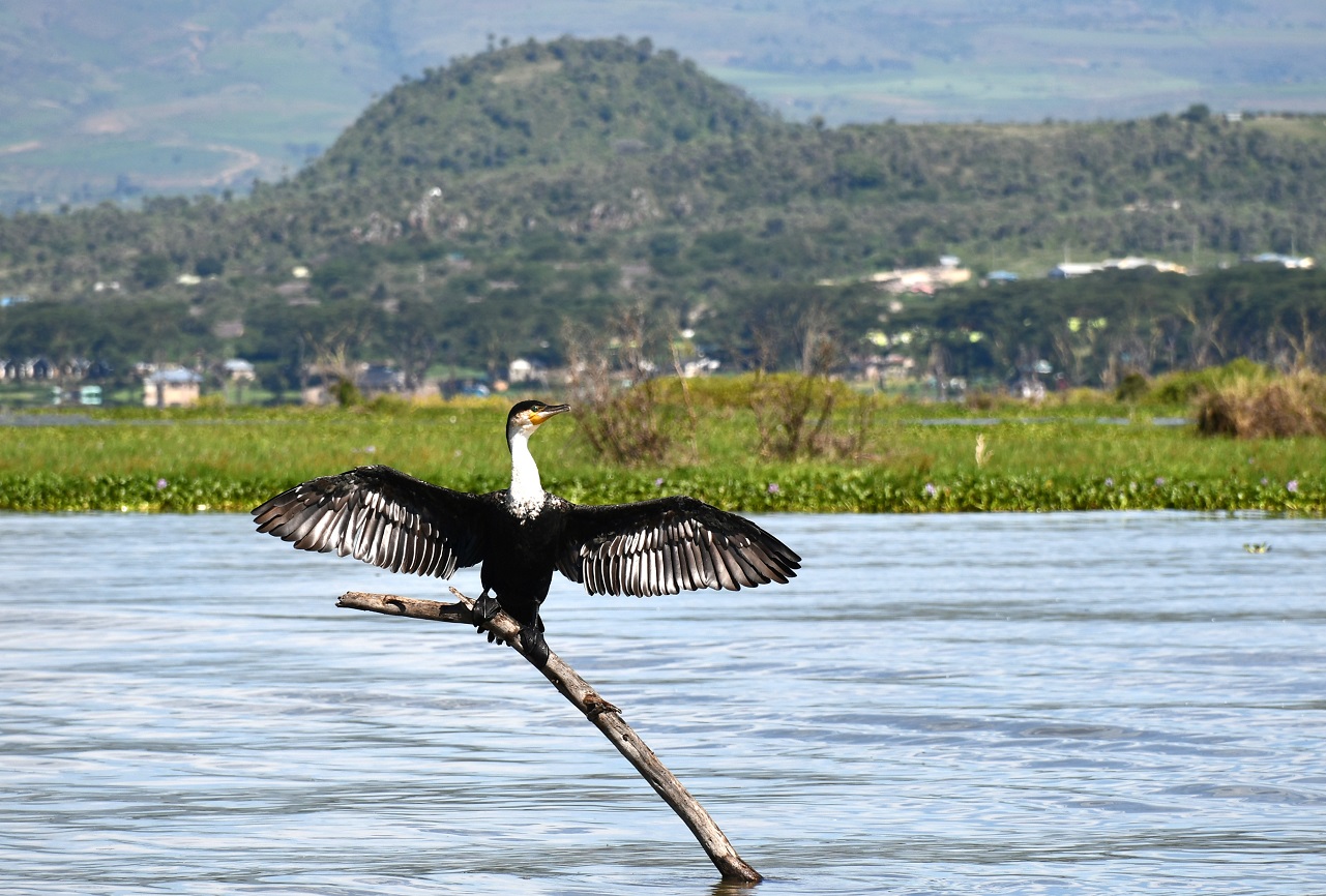 Lake Naivasha