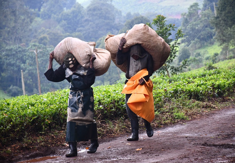 Tea Plantation